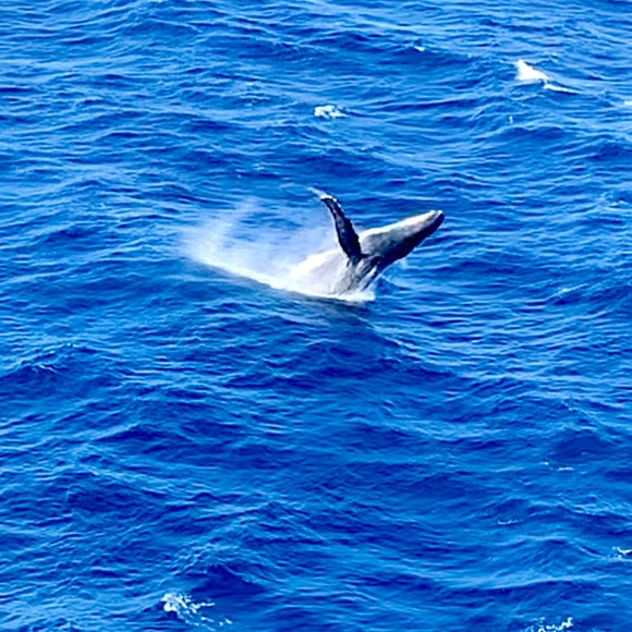 Meet your Posher, Ai - Picture 5 of 8